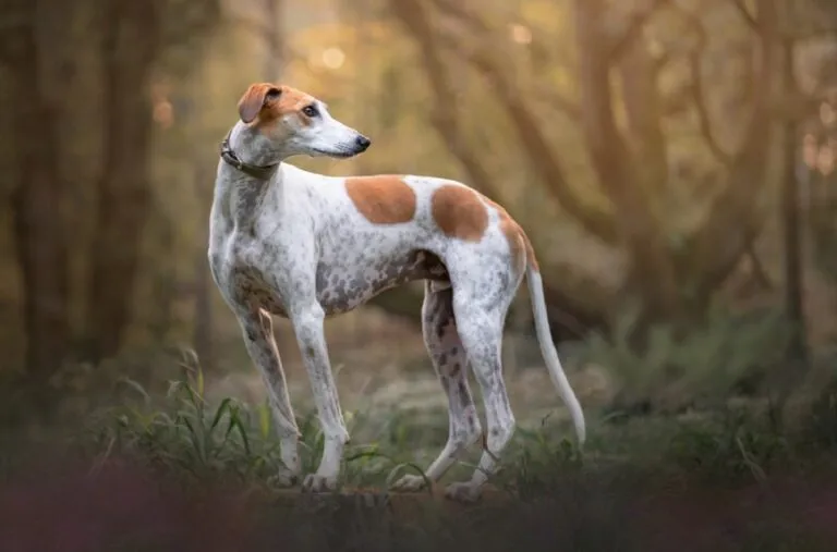 Lurcher Hondenras