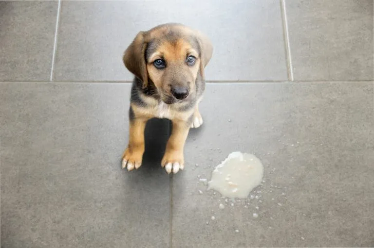 Hond zit op vloer