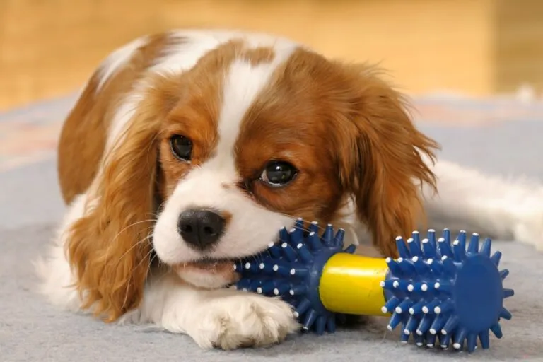 Cavalier King Charles Spaniel puppy met hondenspeeltje
