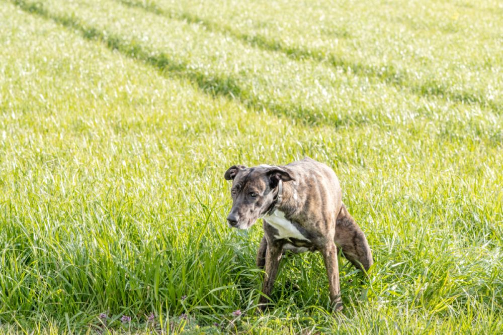 Darmobstructie bij honden