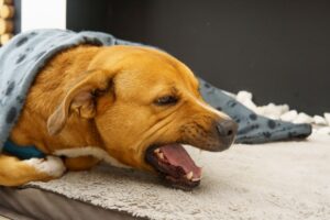 Longwormen bij de hond: symptomen en behandeling