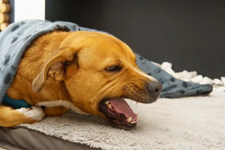 Longwormen bij de hond