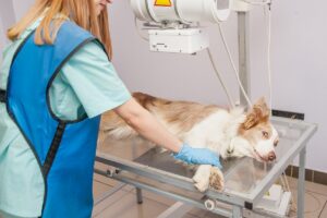Botkanker bij de hond