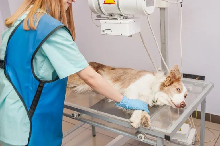 Vroege herkenning van botkanker bij de hond