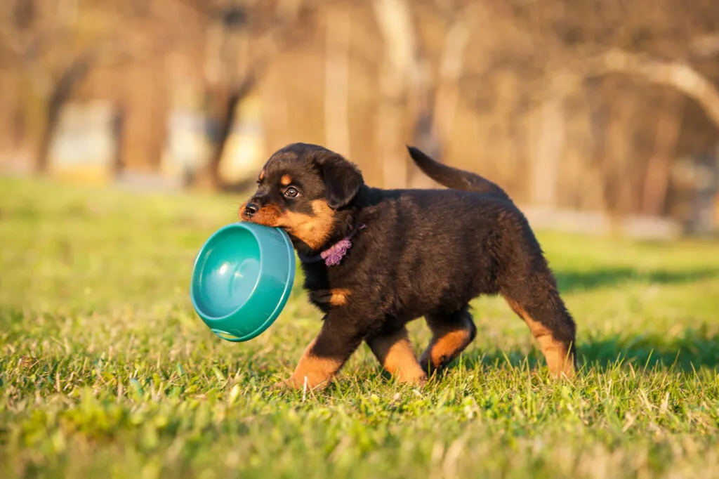 pups groei energie-inname