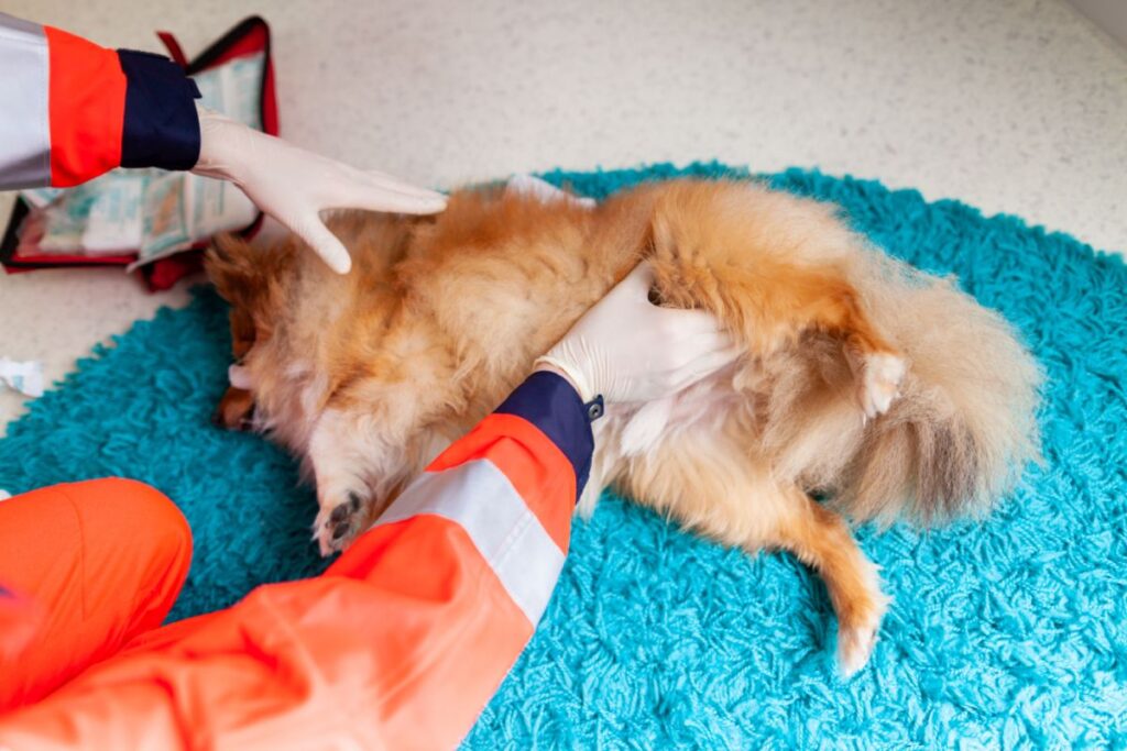 Eerste hulp bij een hond door een dierenarts