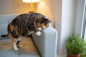 Jeuk bij katten: Waarom krabt mijn kat zich voortdurend?