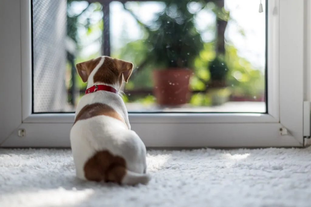 puppy alleen laten puppy zit voor het raam en kijkt naar buiten
