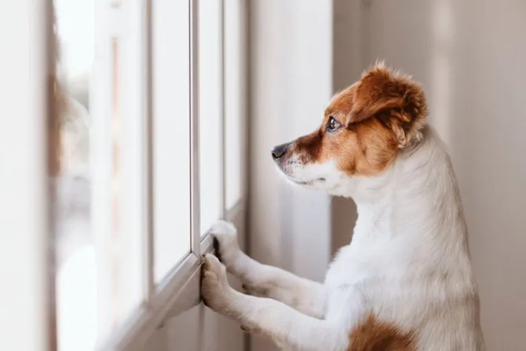 Puppy's alleen laten puppy kijkt uit het raam