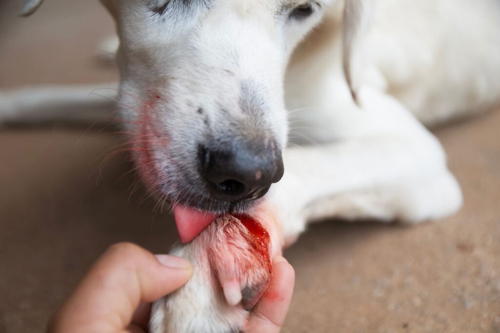 hond met gewonde poot