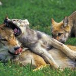 Welpen van wolven met hun moeder