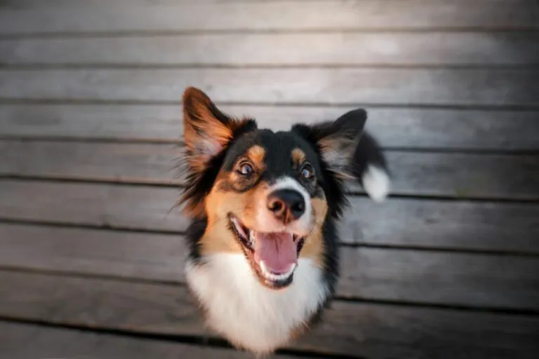 blije hond