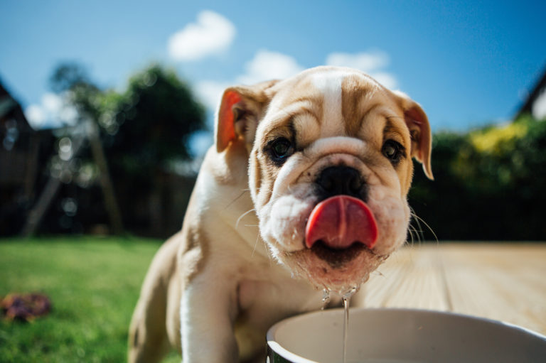 Hond drinkt water
