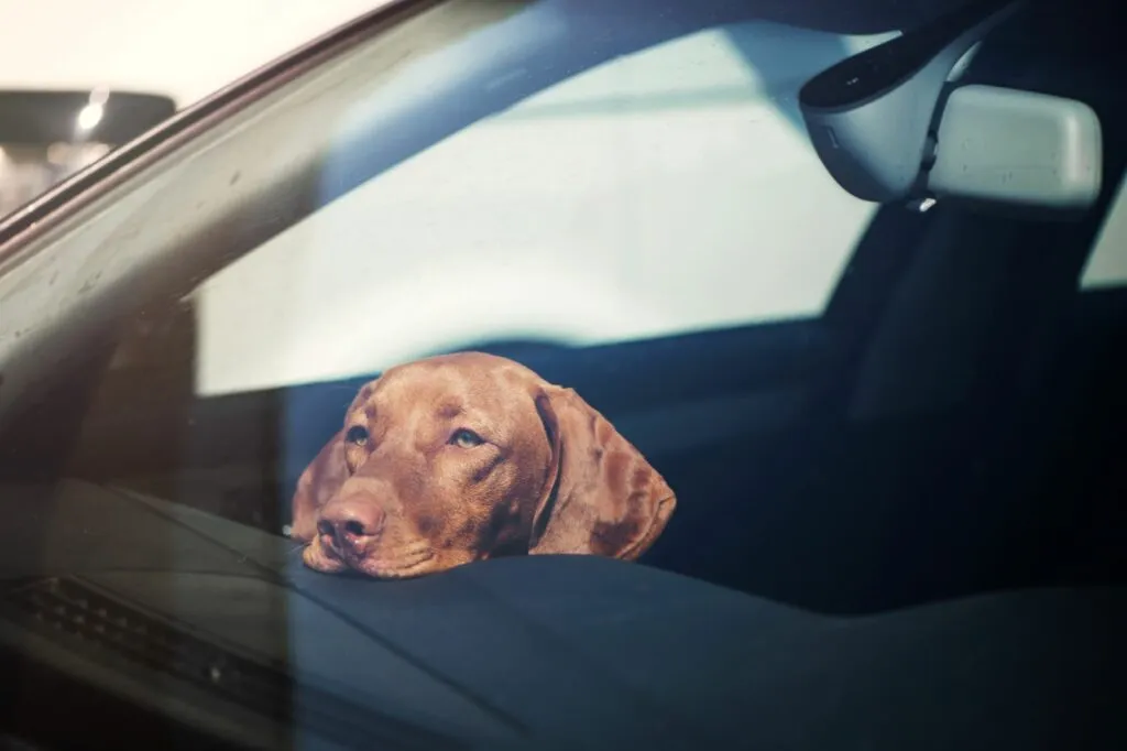 Hond in auto