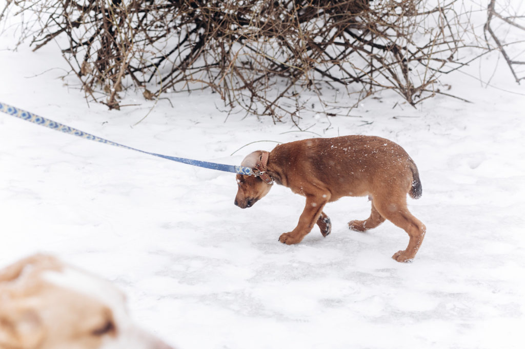 Bange hond in sneeuw