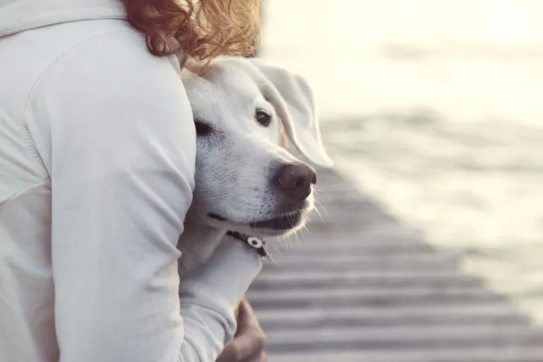Hond wordt geknuffeld