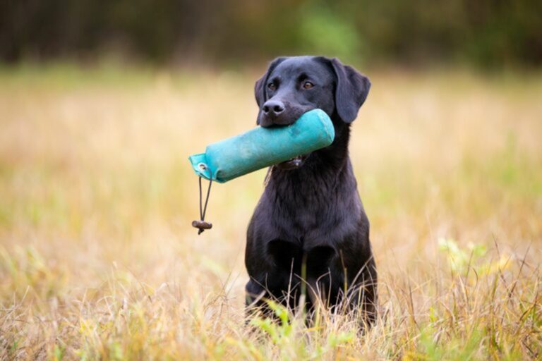 Hond met dummy