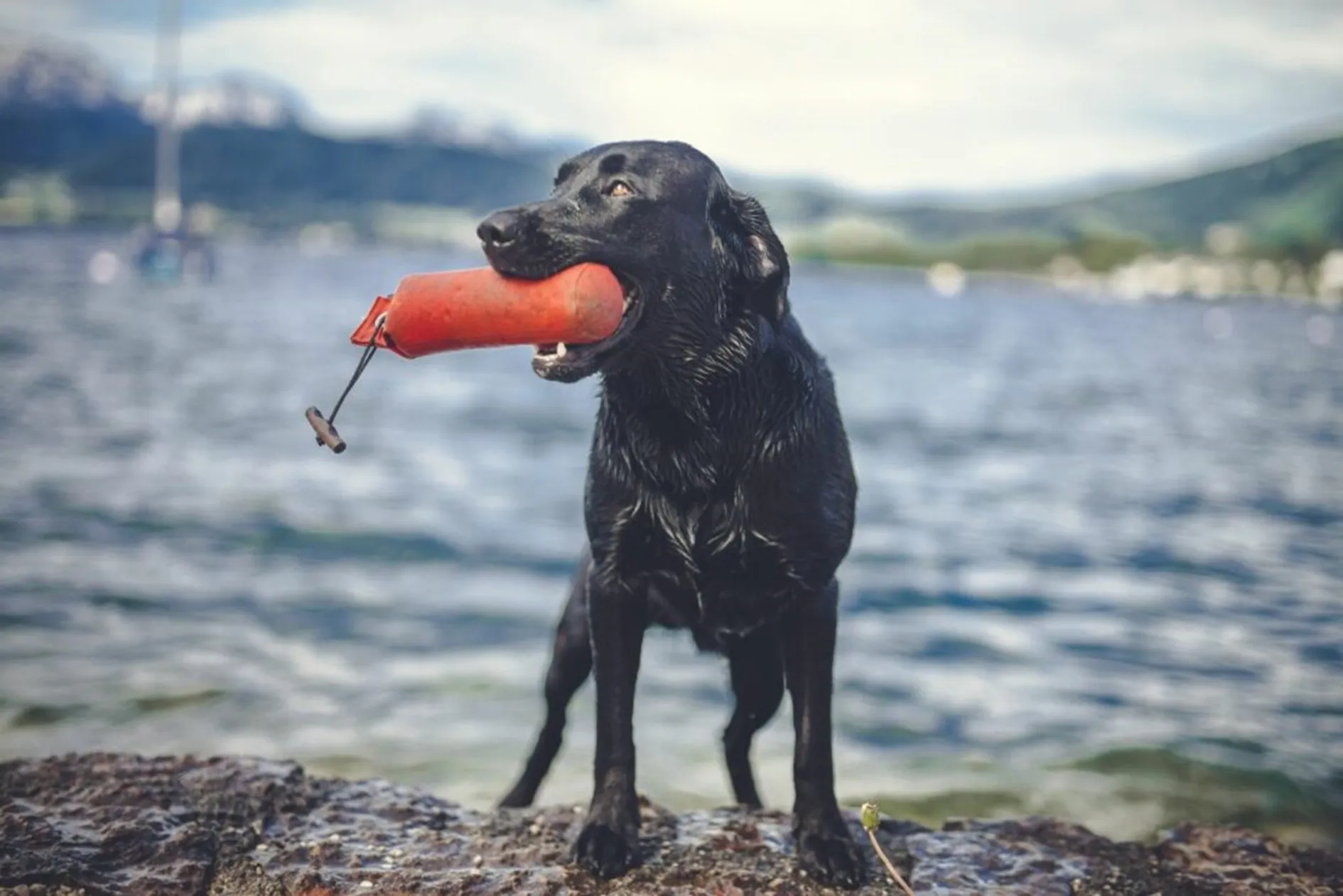 Hond met rode dummy