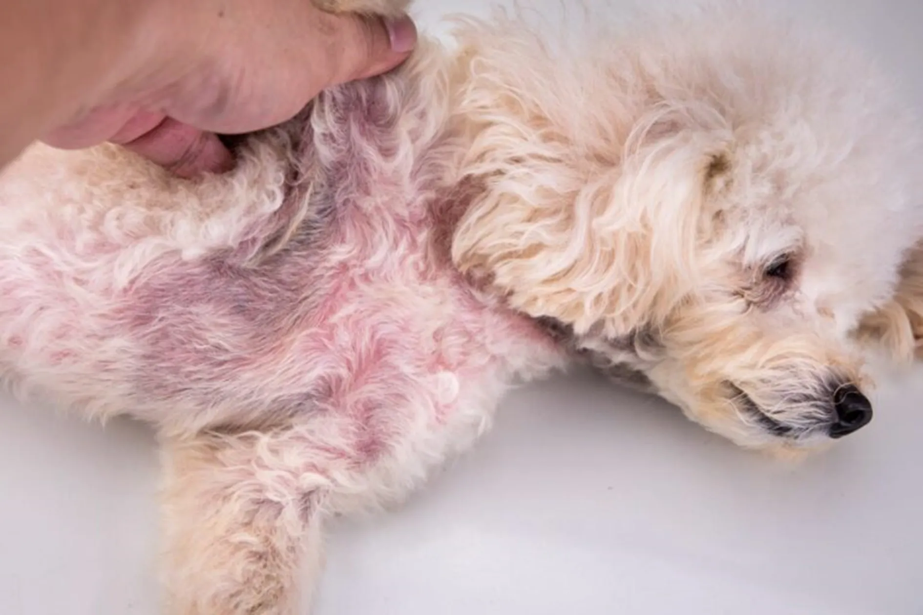 https://www.zooplus.nl/magazine/wp-content/uploads/2024/03/hond-met-roze-huid.webp