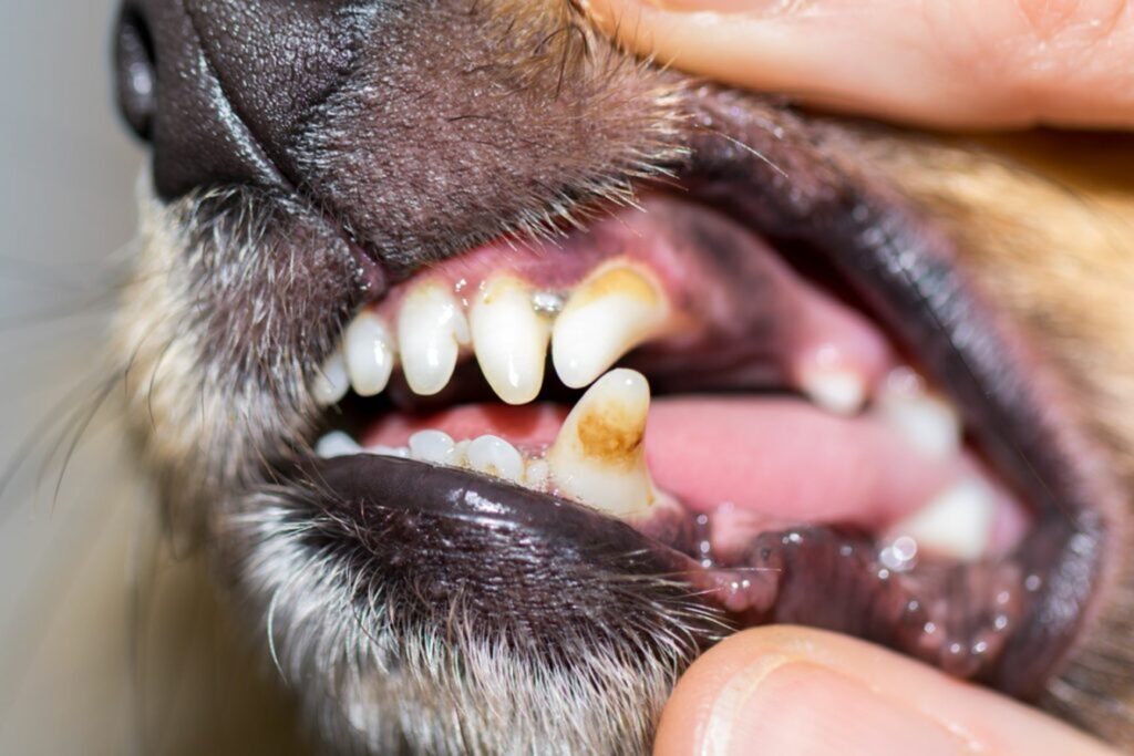 Hond met tandsteen
