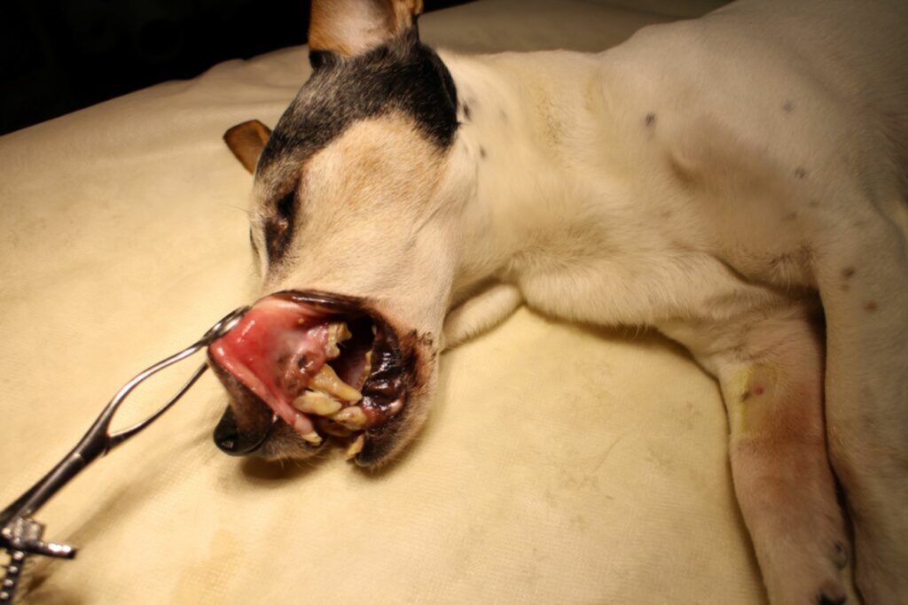 Hond met tandvleesontsteking