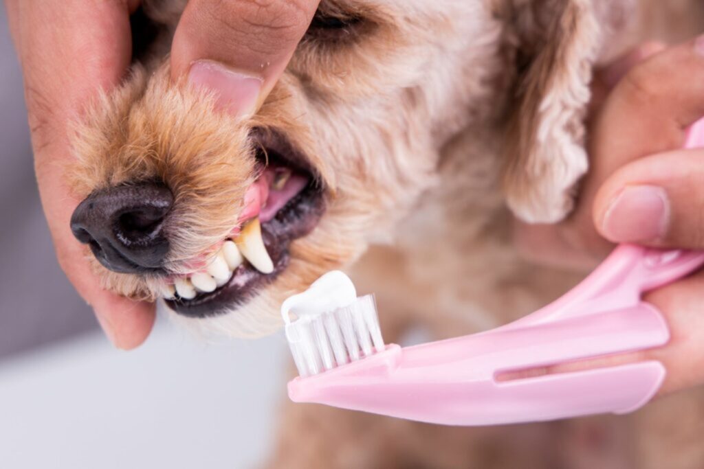Hond met tandpasta