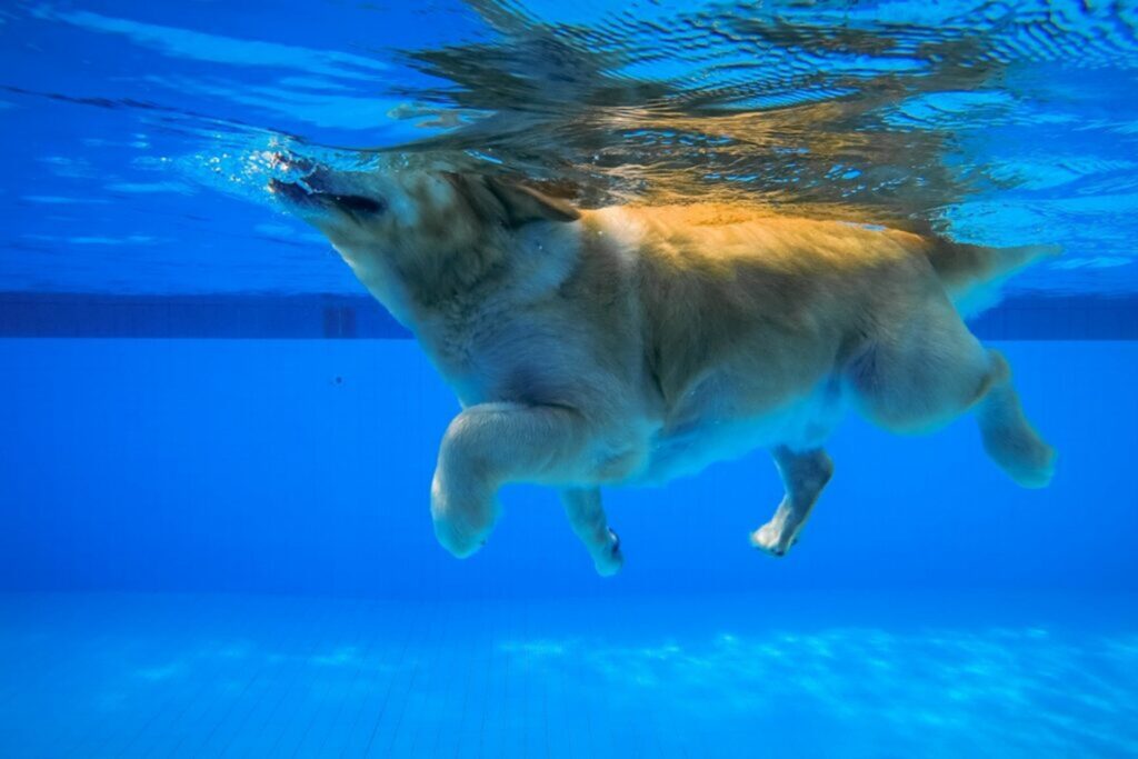 hond onderwater