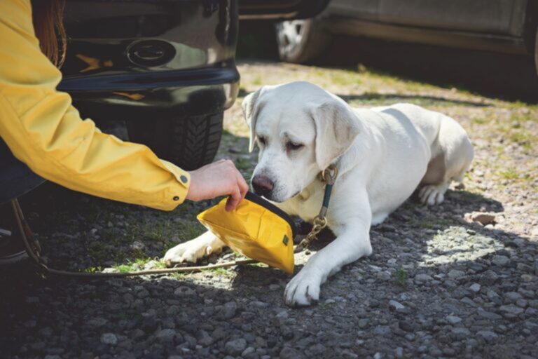 hond drinkt uit drinkbak