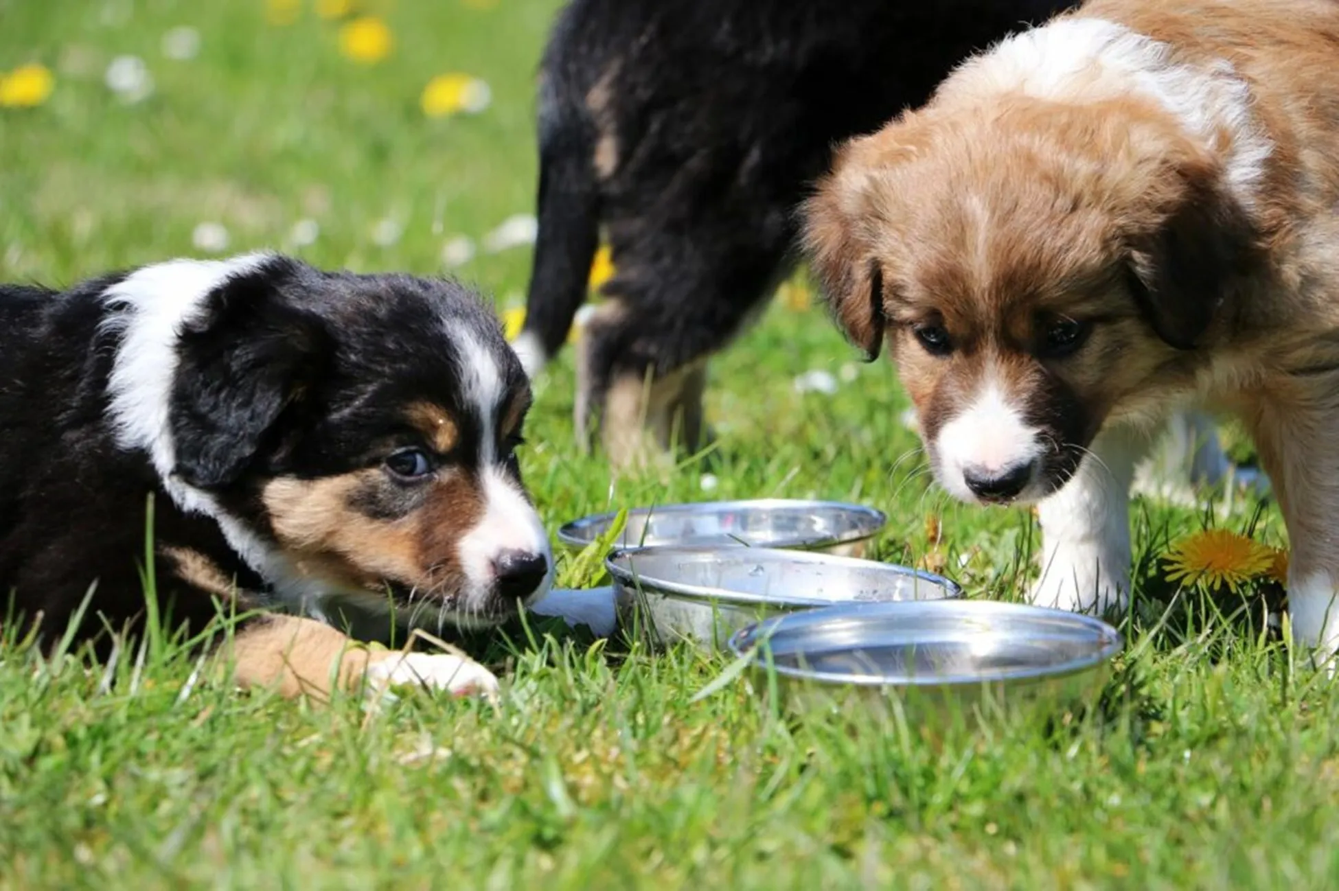 Honden bij waterbakjes