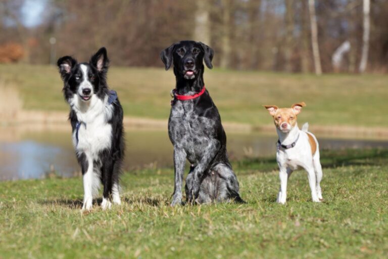 honden op een grasveld