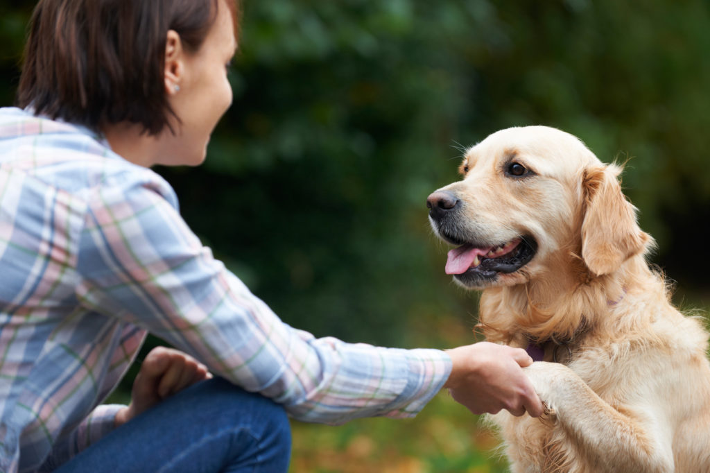 Volwassen hond die pootje geeft