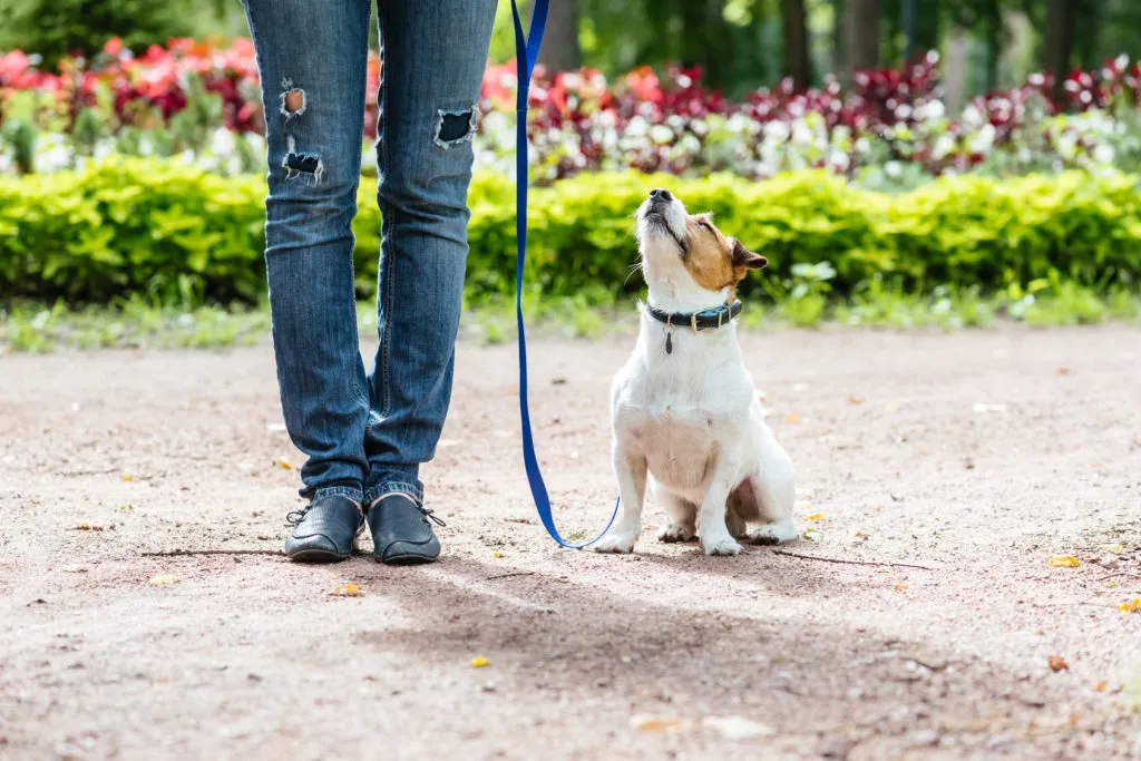 Hond die zit naast zijn baasje en omhoog kijkt