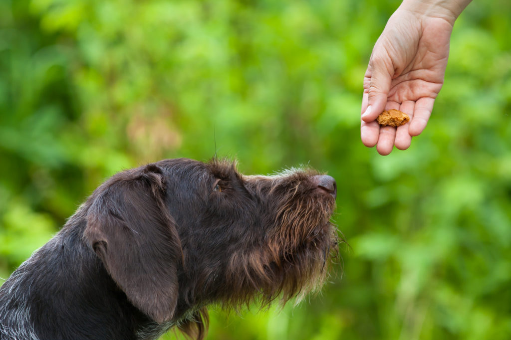 hond krijgt snoepje