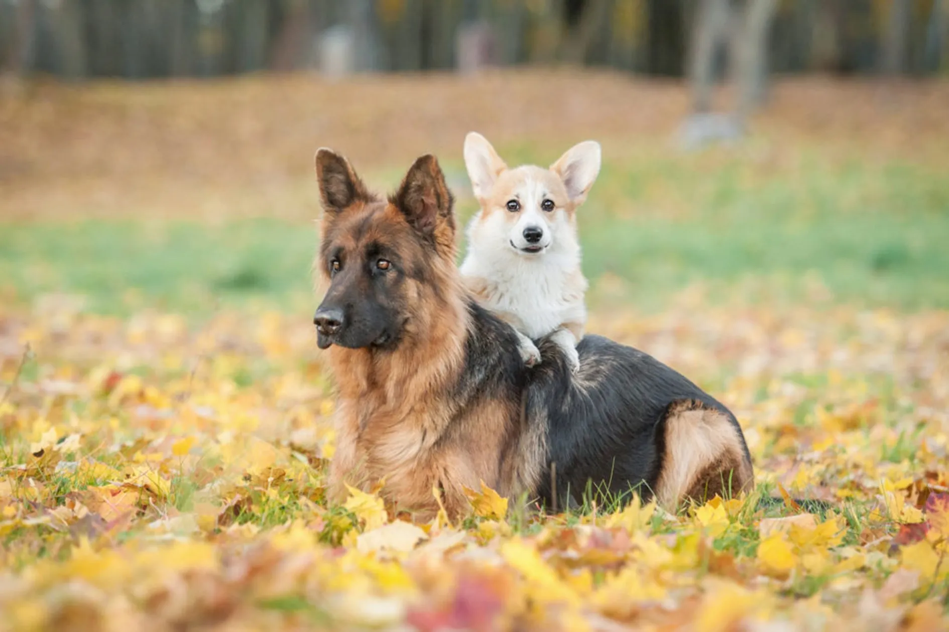Twee honden in het bos