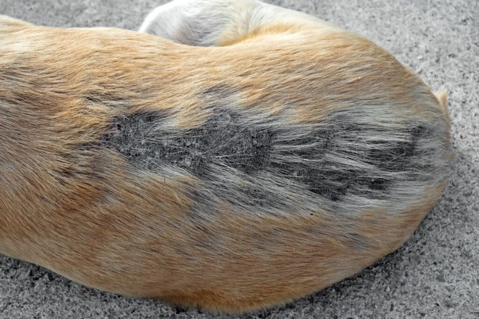 Hond met schilfers