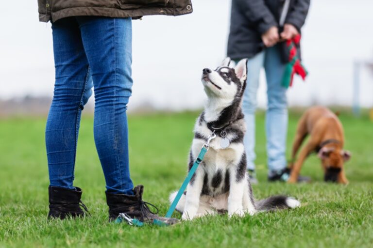 Husky aan de lijn