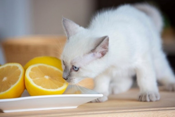 Kat met citroen