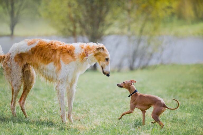 Kleine en grote hond