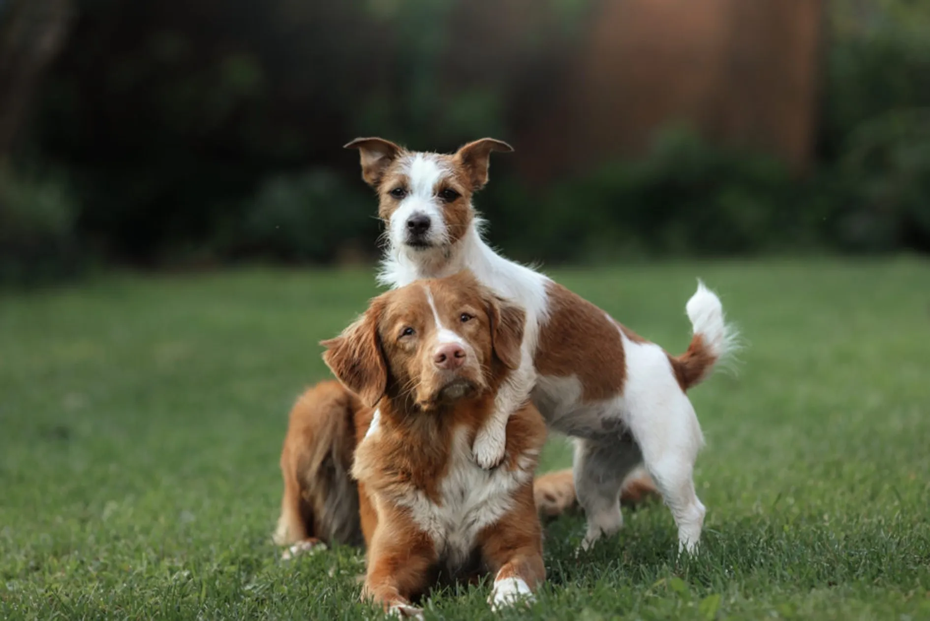 Honden op grasveld