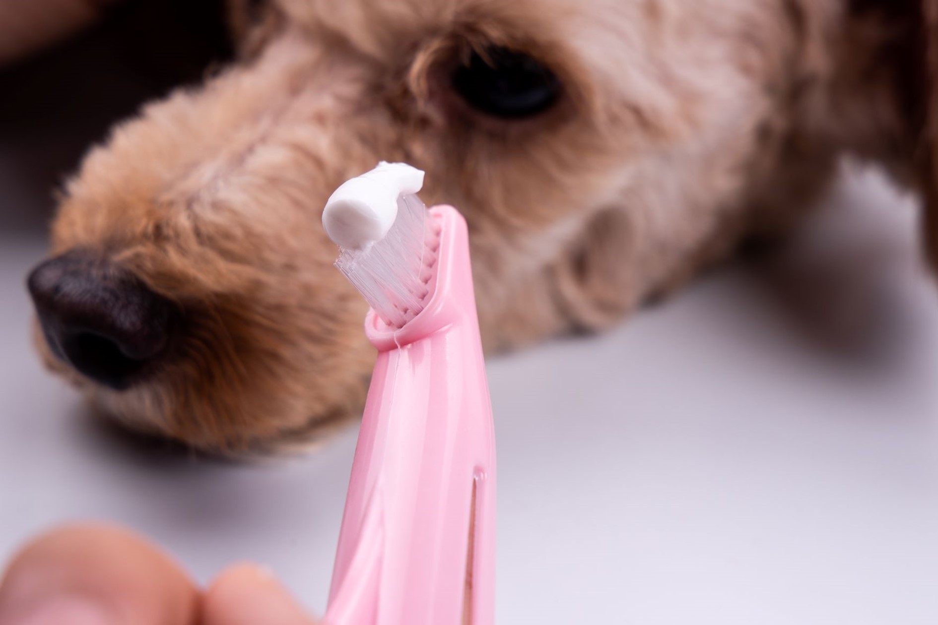 Tandenborstel en hond