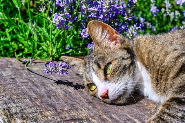 Kat buiten met lavendel