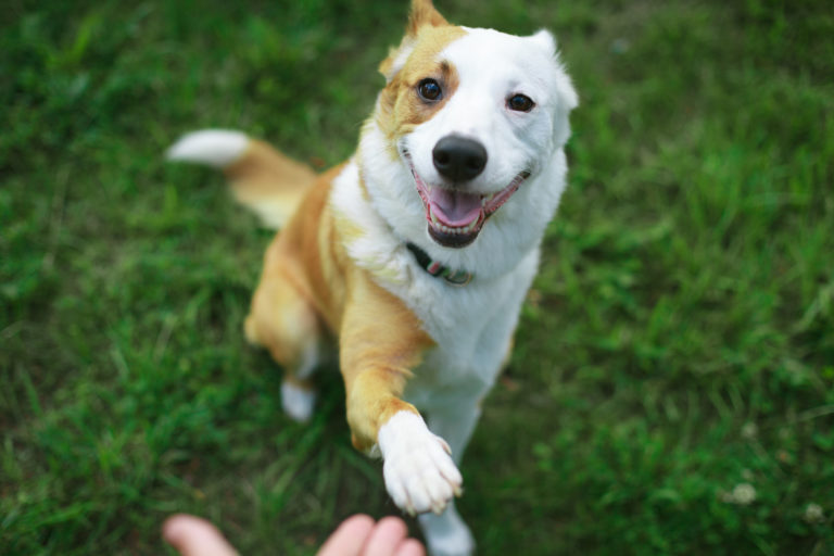 Hond geeft pootje en zit in het gras