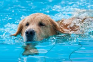 Zwemmende honden blijven fit