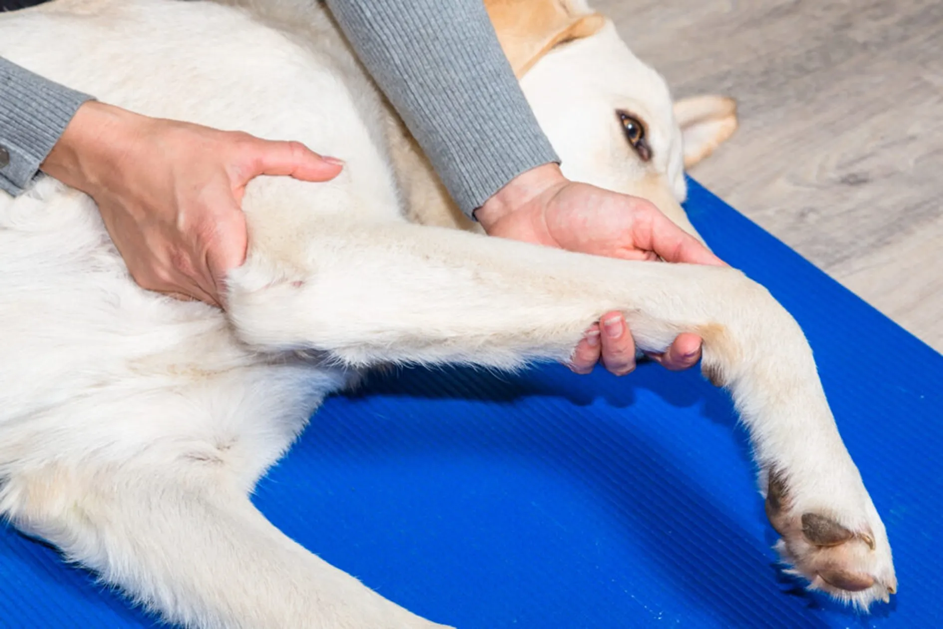 hond met gewrichtspijn