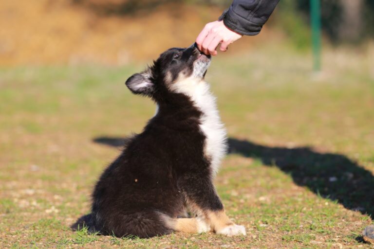 Puppy eet brokje