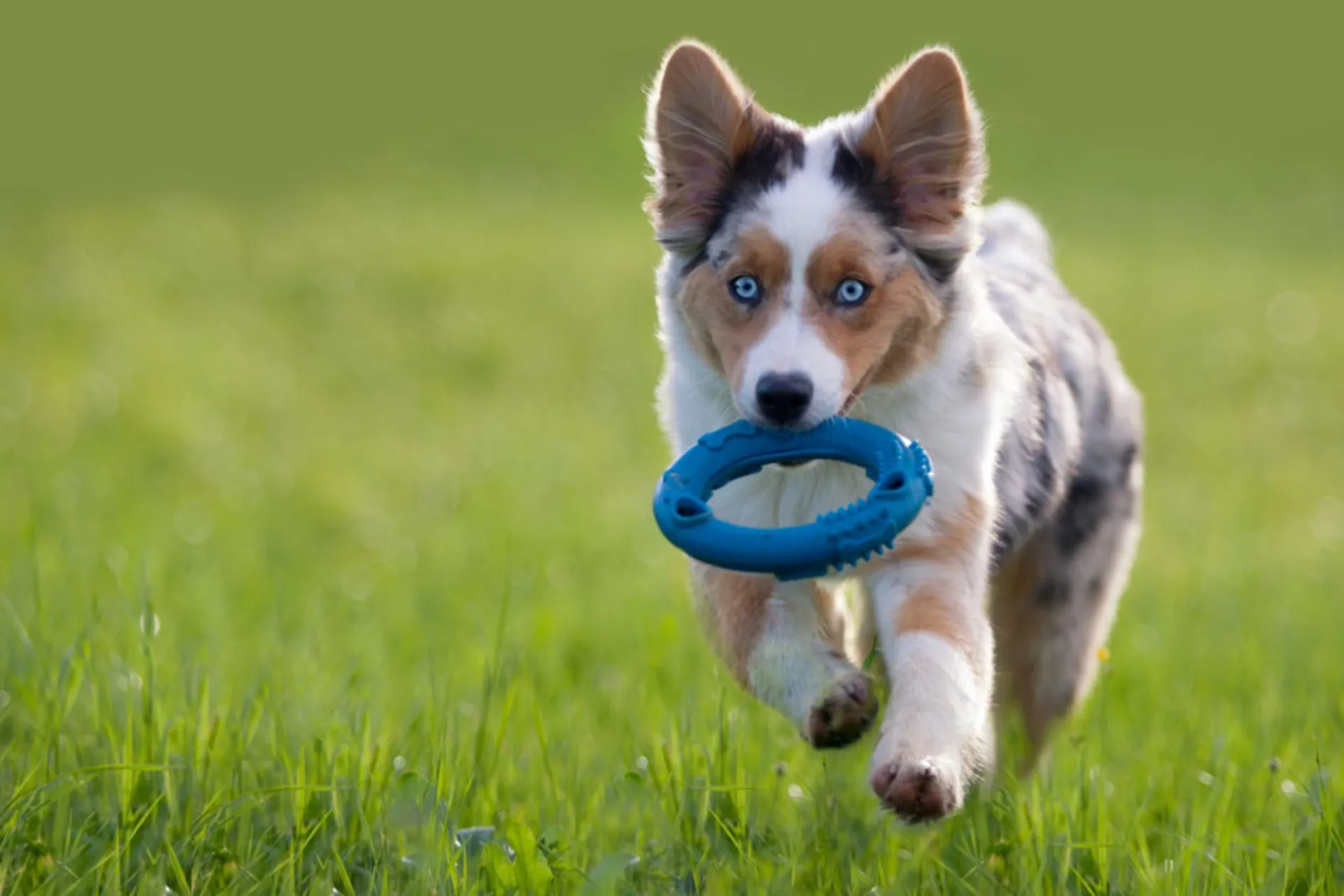 Australian shepard spelend