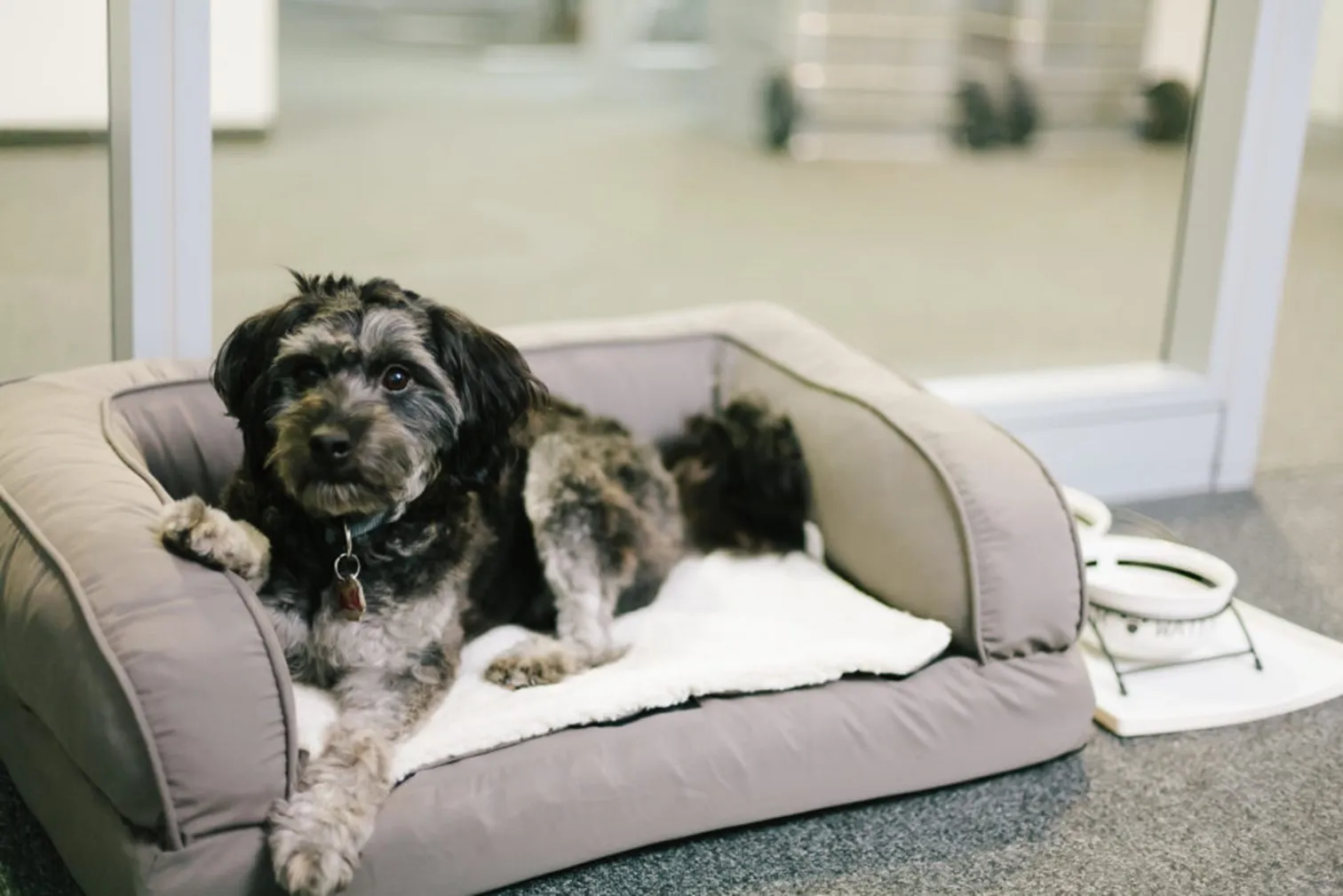 hond in mand
