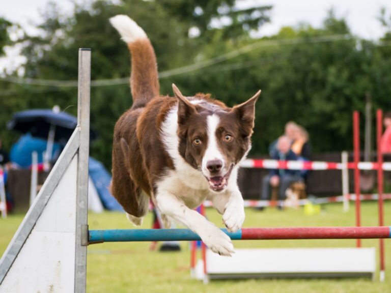 hond springt over horde