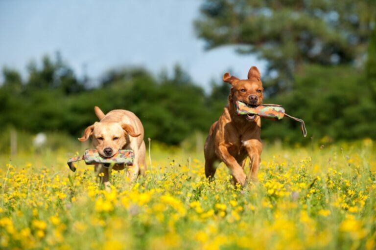 Honden aan het apporteren