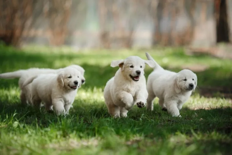 Rennende puppy's